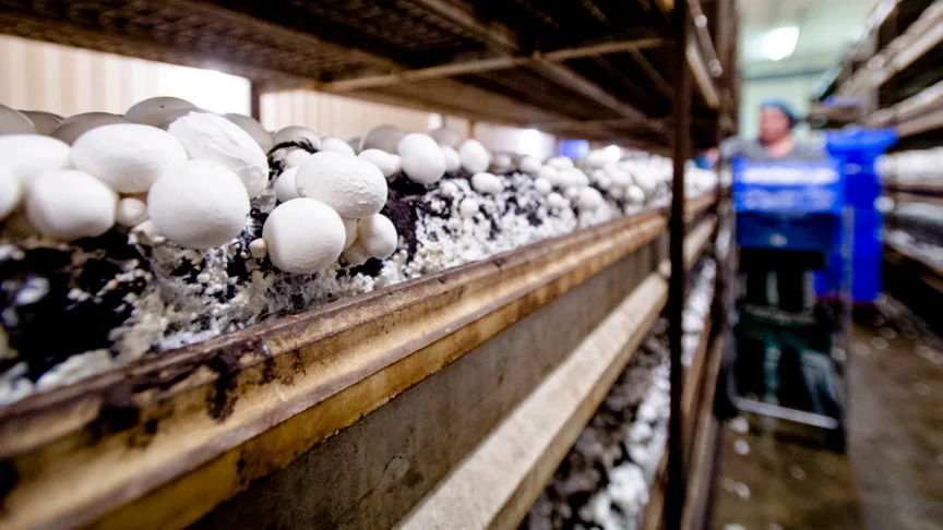 2015-02-09 13:39:15 HEESWIJK - Interieur van een paddenstoelenkwekerij. ANP ROBIN VAN LONKHUIJSEN